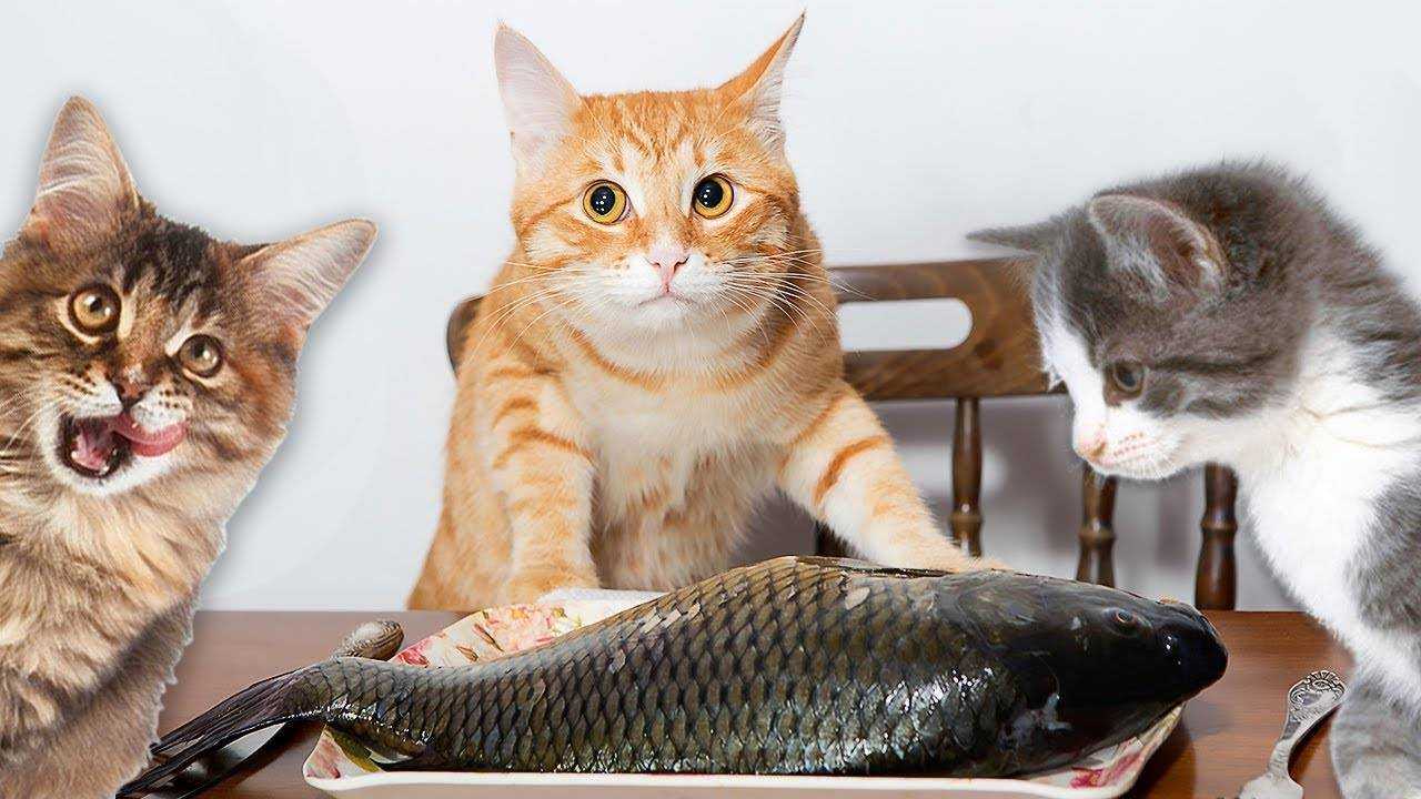 Можно ли кошкам рыбу