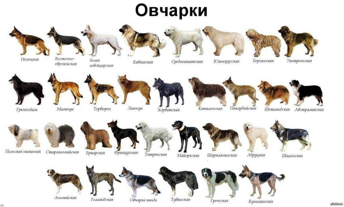 Породы собак.