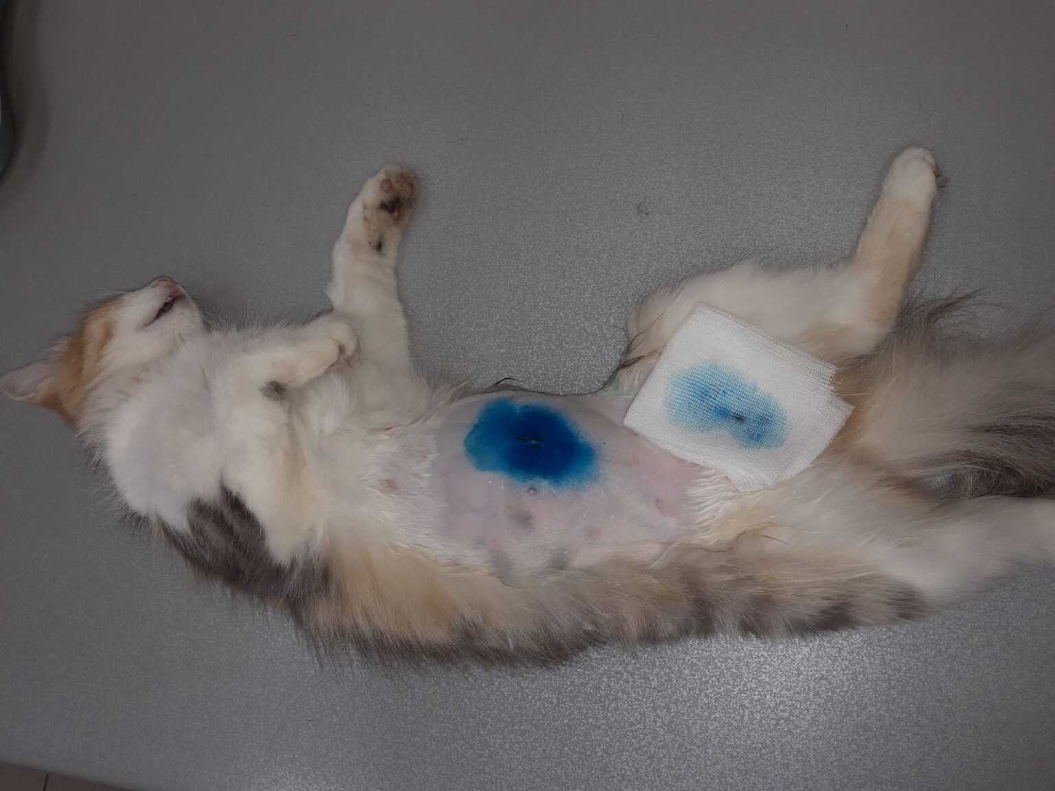 Нужно ли кастрировать кота