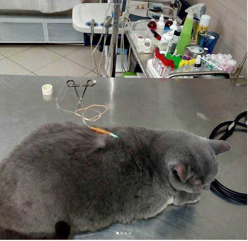 Что делать, если кот отравился
