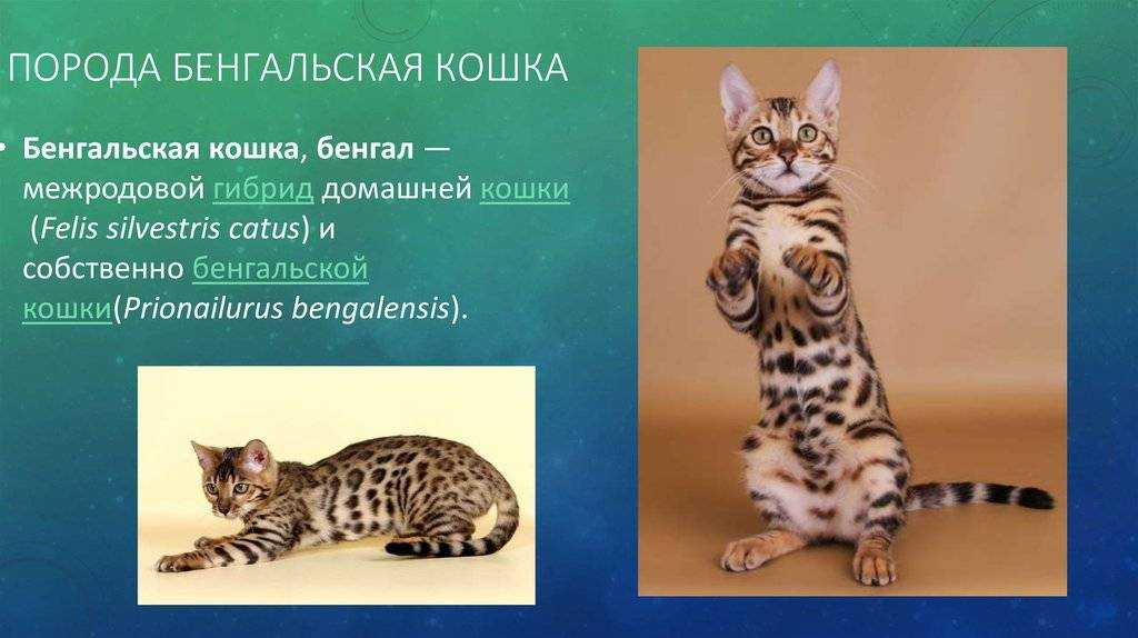 Наследственные заболевания кошек породы мейн-кун