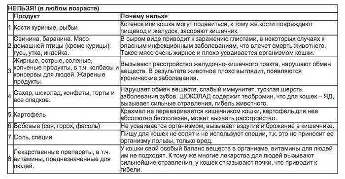Как и чем кормить котенка в 2 месяца: советы и рекомендации