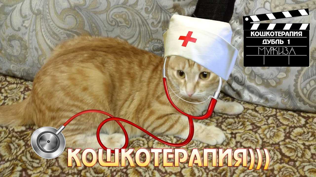 Магические кошки: как домашние любимцы спасают нас от бед