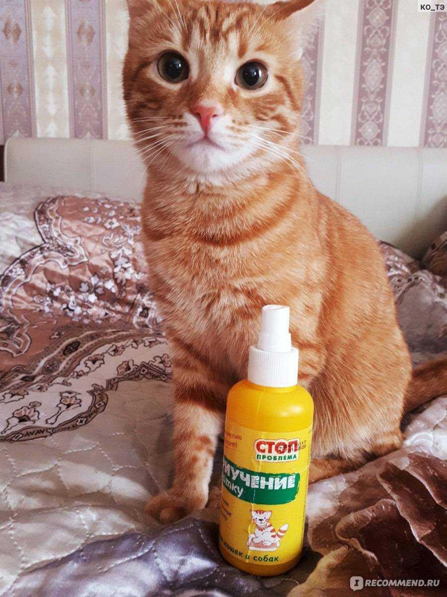 Как ухаживать за котенком: основы кормления и гигиены