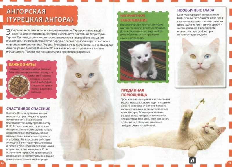 Турецкая ангора. ангорский кот. кошка с разными глазами. белоснежная шерсть - мир кошек