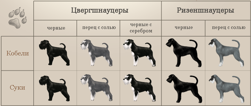 Порода собак ризеншнауцер и ее характеристики с фото