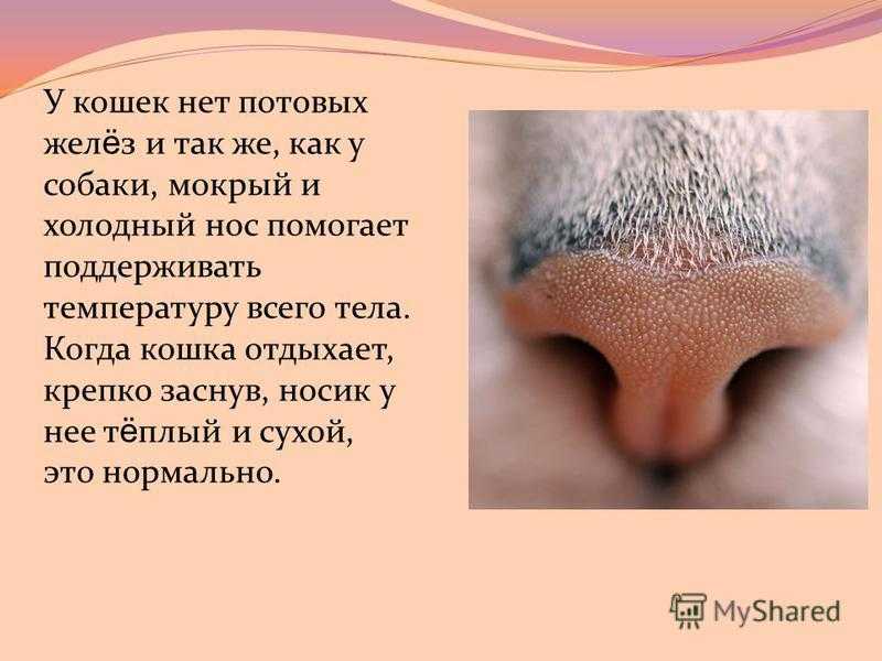 У щенка сухой нос: норма или патология | ваши питомцы