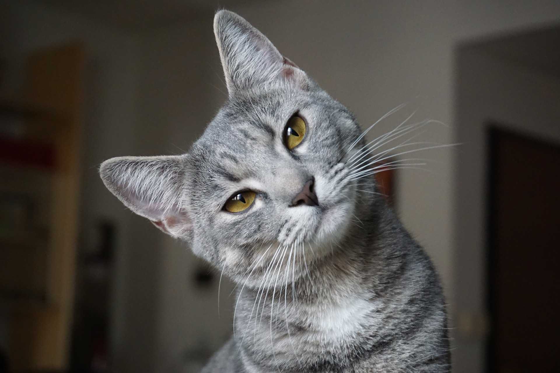 К чему снится кошка