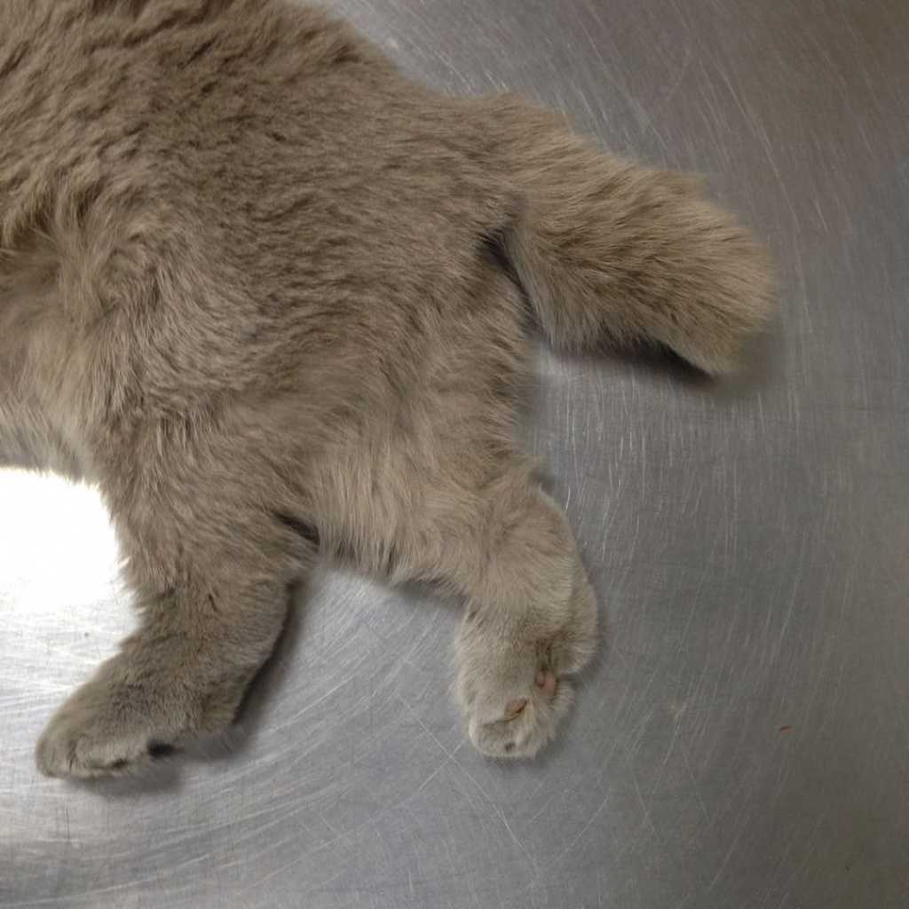 Кошка заболела шотландская вислоухая