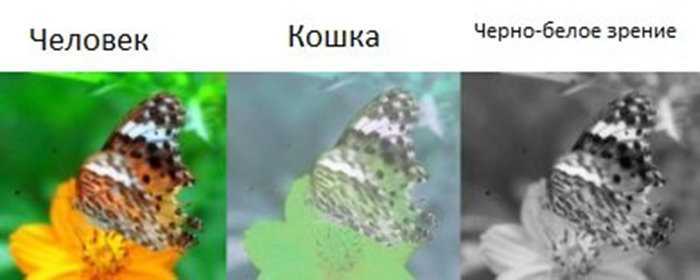 Какие цвета видят кошки: особенности кошачьего зрения