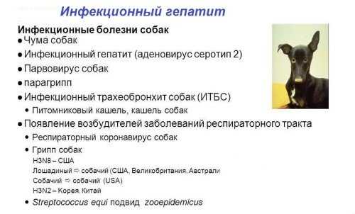 Парвовирусная инфекция собак