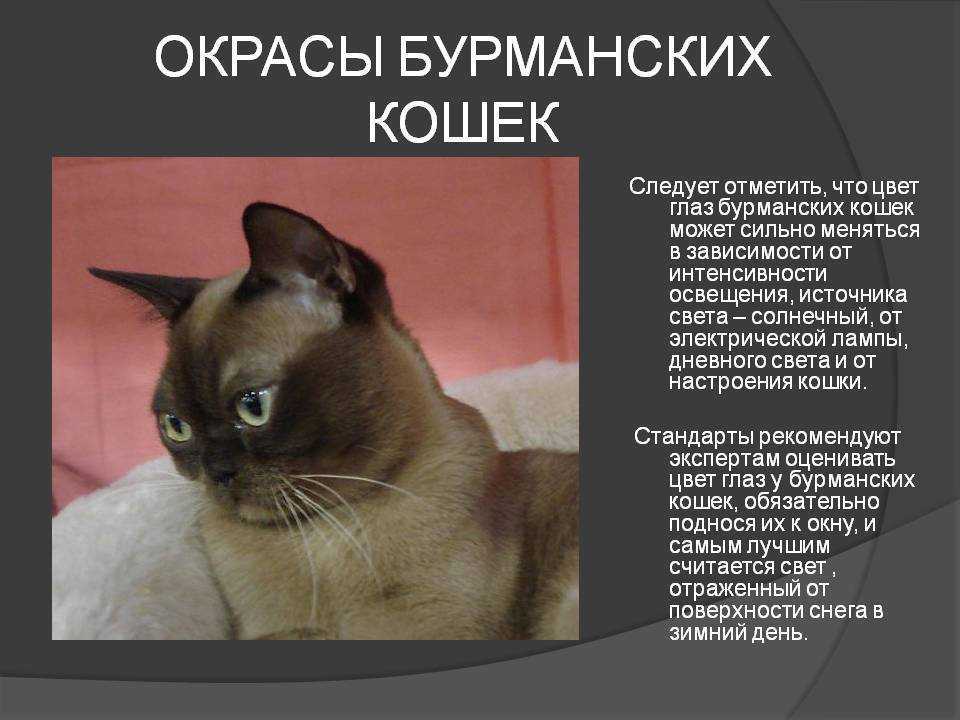 Бурманская кошка: описание породы и характера, уход и здоровье