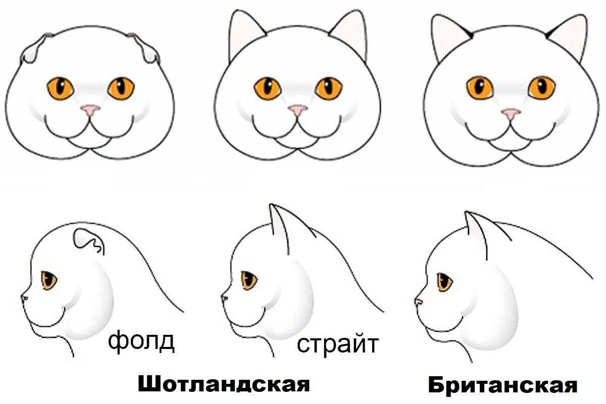 Шотландец или британец? помогите!!! - страна мам