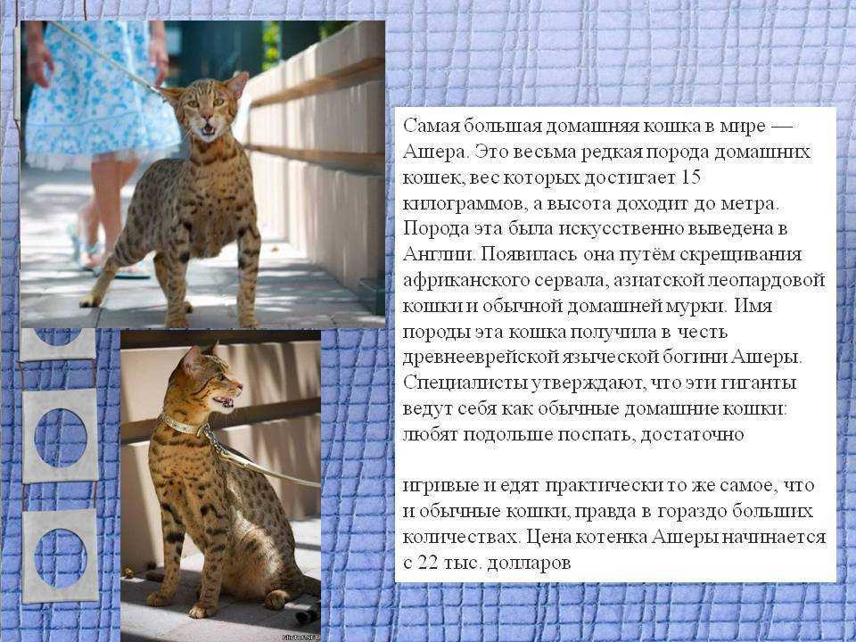 Некоторые экзотические породы кошек весьма требовательны как например ашера Эта дорогая порода выведена относительно недавно Если вы решите завести такого питомца то удивите всех друзей и знакомых