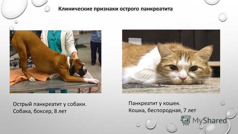 Панкреатит у собак: симптомы, лечение, корм - zoosecrets