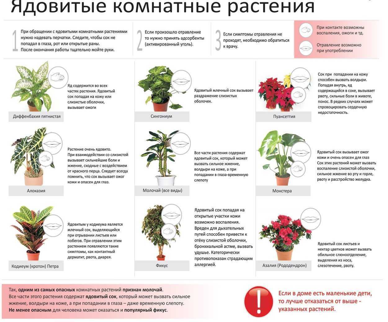 6 способов отучить любимца есть цветы и горшечные растения