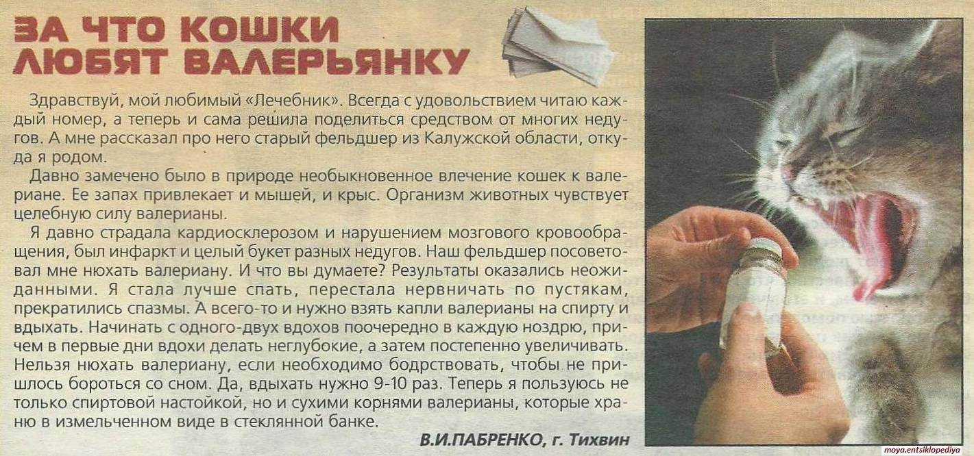 Кошка съела новорожденных котят — кто же в этом виноват?