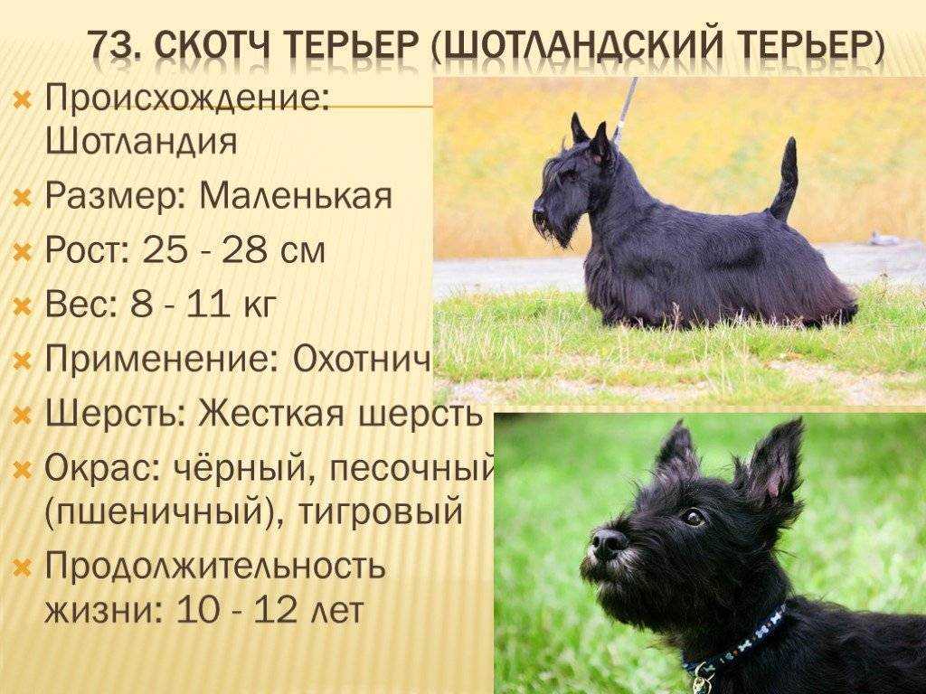 Скотч терьер — описание породы и характера | все о собаках