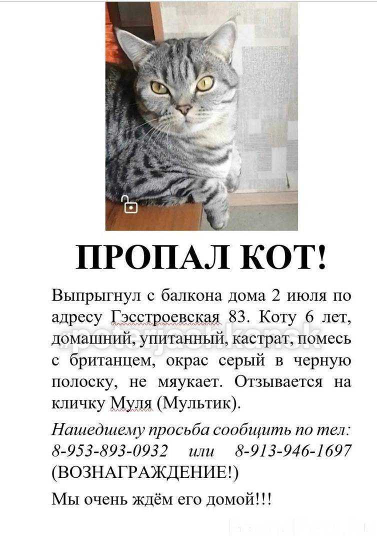 Как найти кошку, которая пропала: порядок поиска, полезные вещи, опасные действия и советы по предупреждению побега.