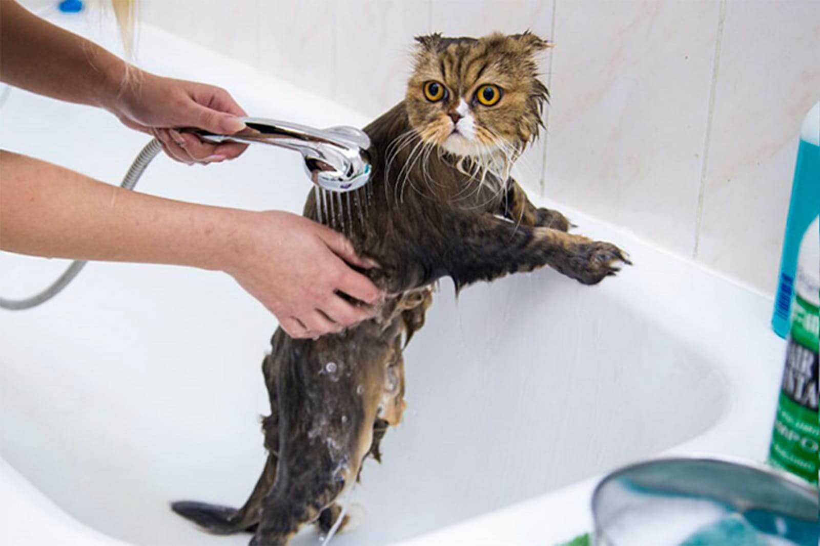Как помыть кота
