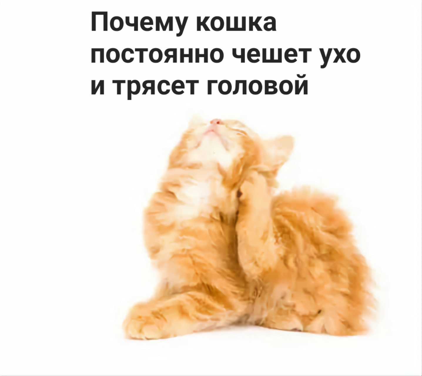 Корка в ушах у кошки | страж чистоты