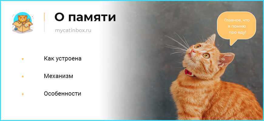 Память у кошек и котов: как долго питомцы помнят что-либо, могут ли развивать этот навык, какие особенности запоминания имеют