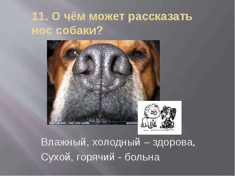 Важные сведения о собачьем носе: нормальный нос теплый или холодный