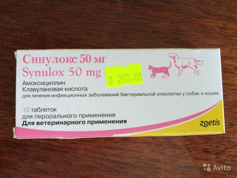 Ронколейкин: универсальный иммуномодулятор для кошек