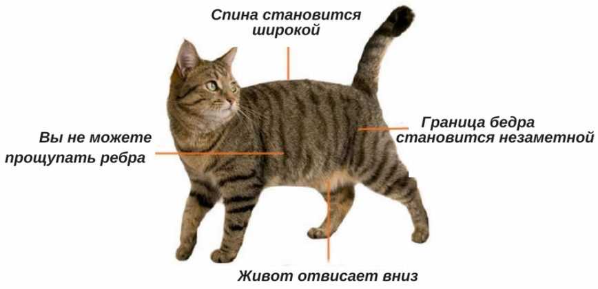 Ожирение у кошек: причины и методы ее устранения | звери дома