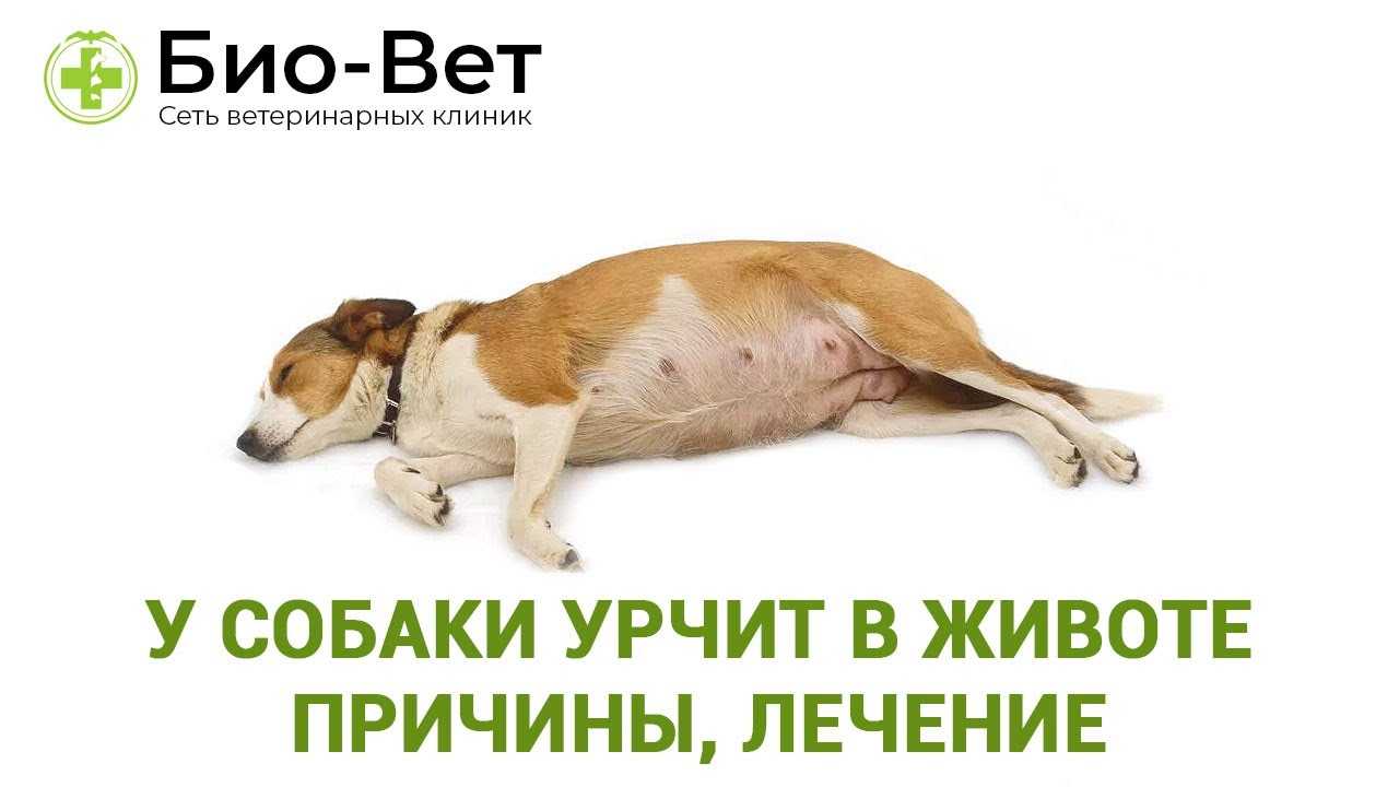 У собаки урчит в животе: причины, способы оказания помощи, профилактика.