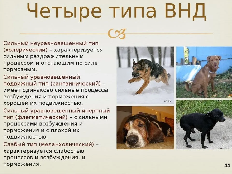 ᐉ как выбрать щенка по характеру? - zoomanji.ru