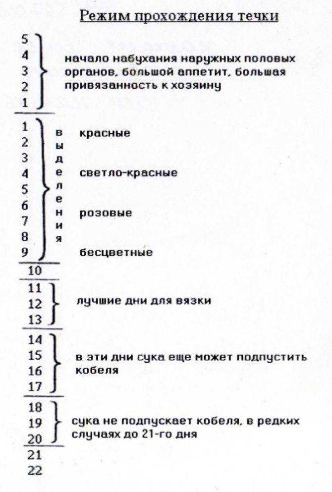 Когда и как правильно случать собак?