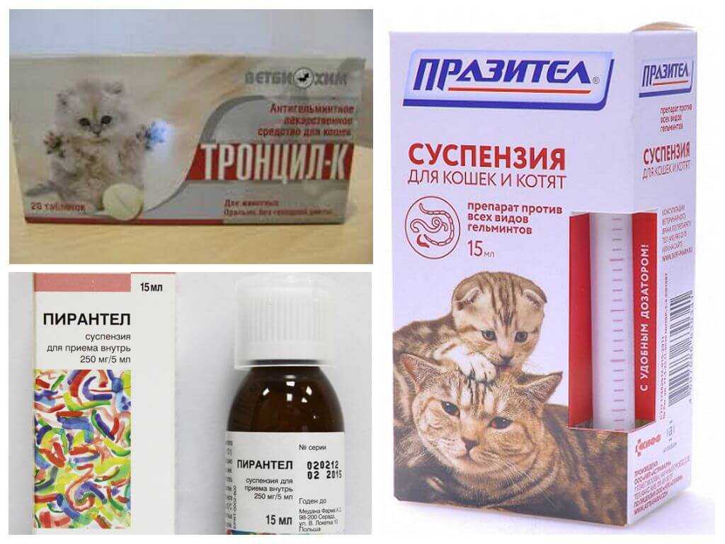 Глистогонное для кошек: симптомы, последствия и способы лечения | ваши питомцы