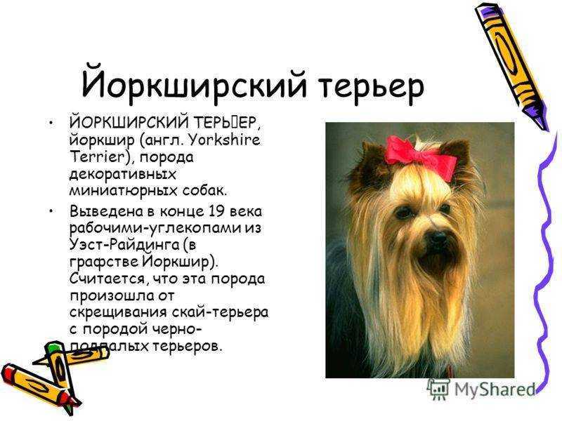 Йоркширский терьер: описание, характер, фото | все о собаках