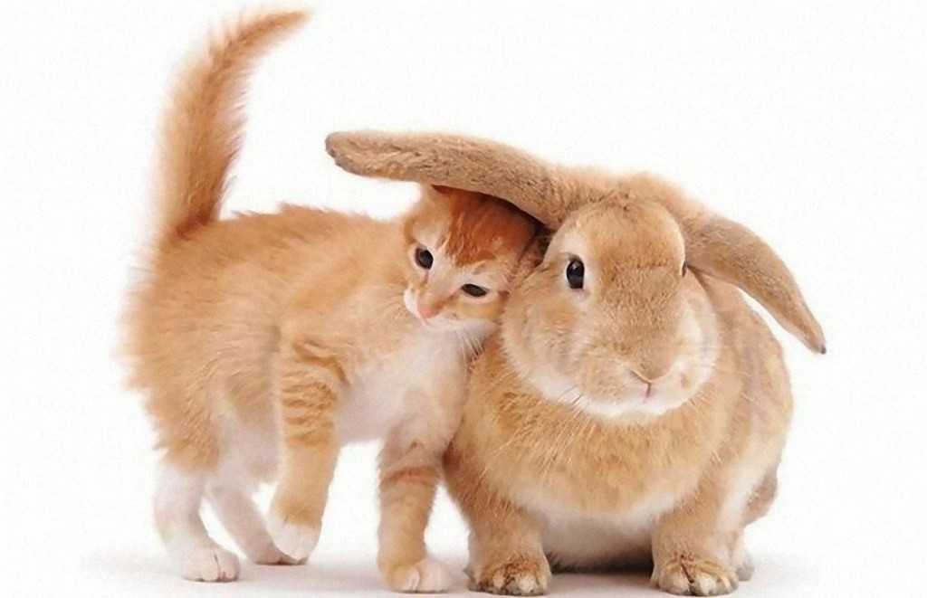 Кошка и хомяк в одной квартире
