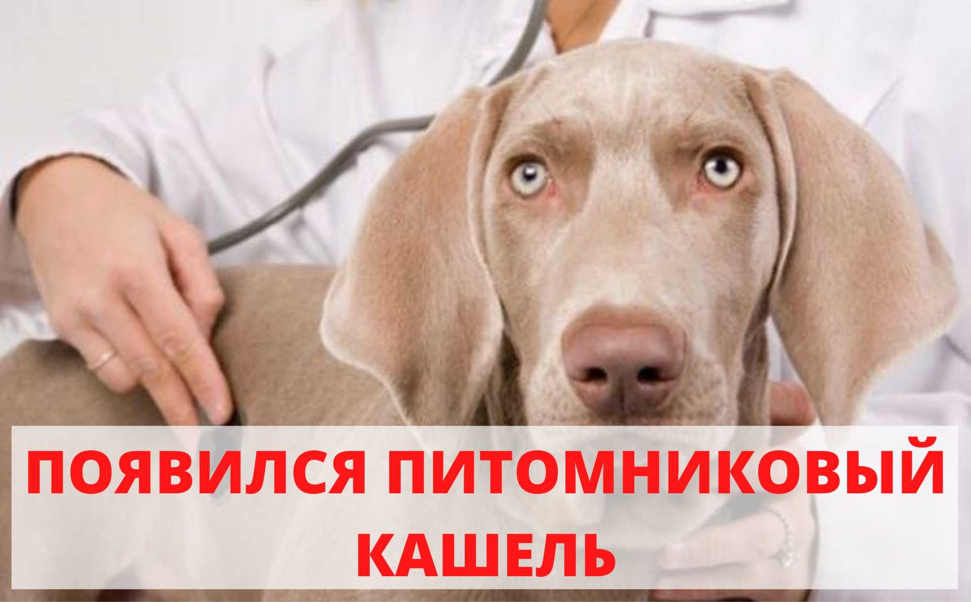 Бордетеллёз у собак: симптомы, причины и лечение