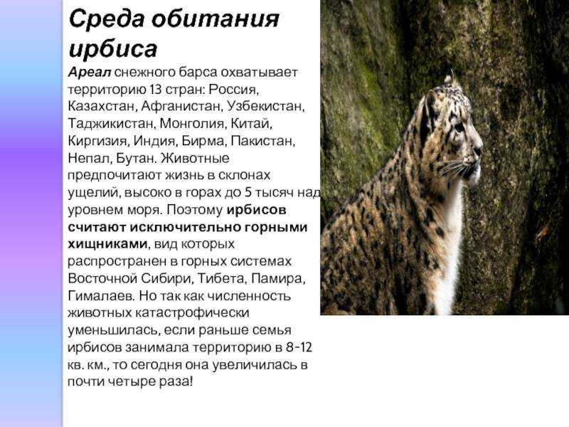 Другие крупные кошки: ягуар, снежный барс, дымчатый леопард