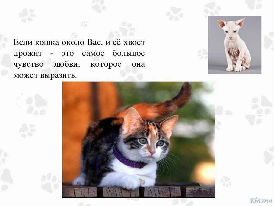 5 причин почему кошка дрожит