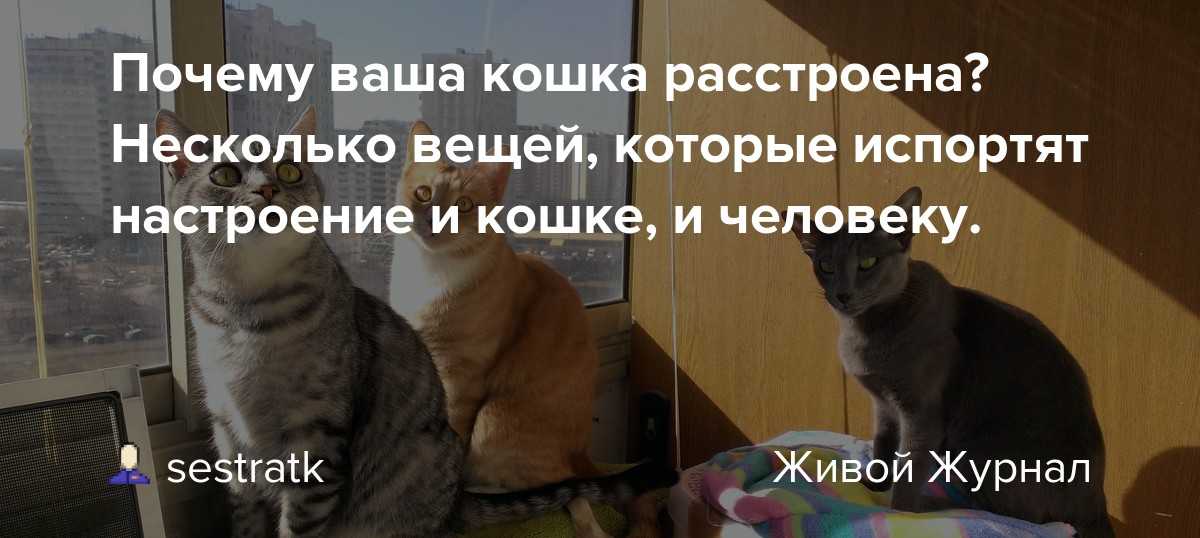 Почему кошки топчут нас лапками: мнение ученых и народная молва о том, почему кот может топтаться на хозяине