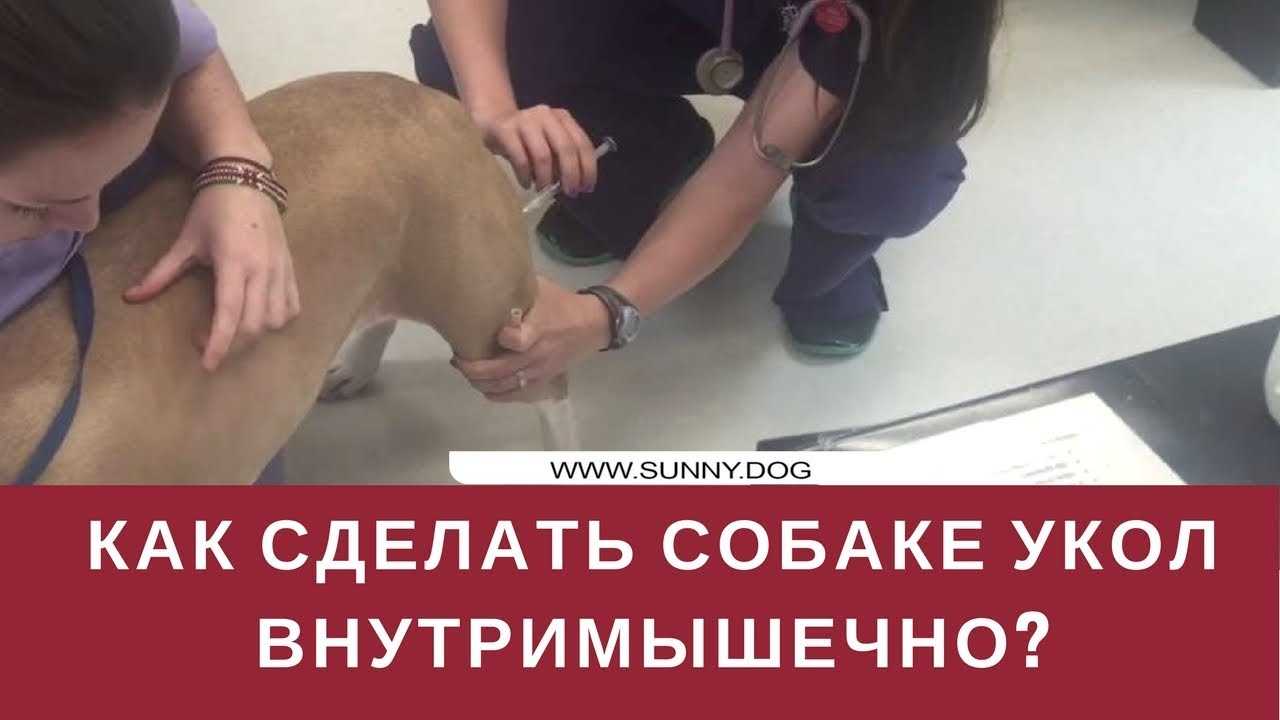 Как сделать укол собаке самостоятельно: пошаговая инструкция