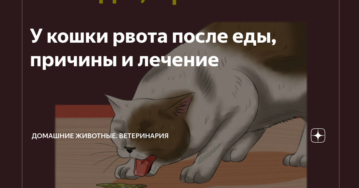 Что делать если у кошки кровавый понос?