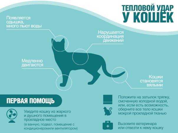 Какими должны быть дыхание, пульс и температура здоровой кошки. пульс у кошек: основные сведения и способ измерения