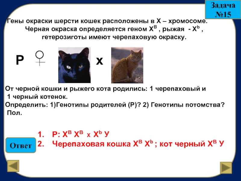 Сколько хромосом у кошки