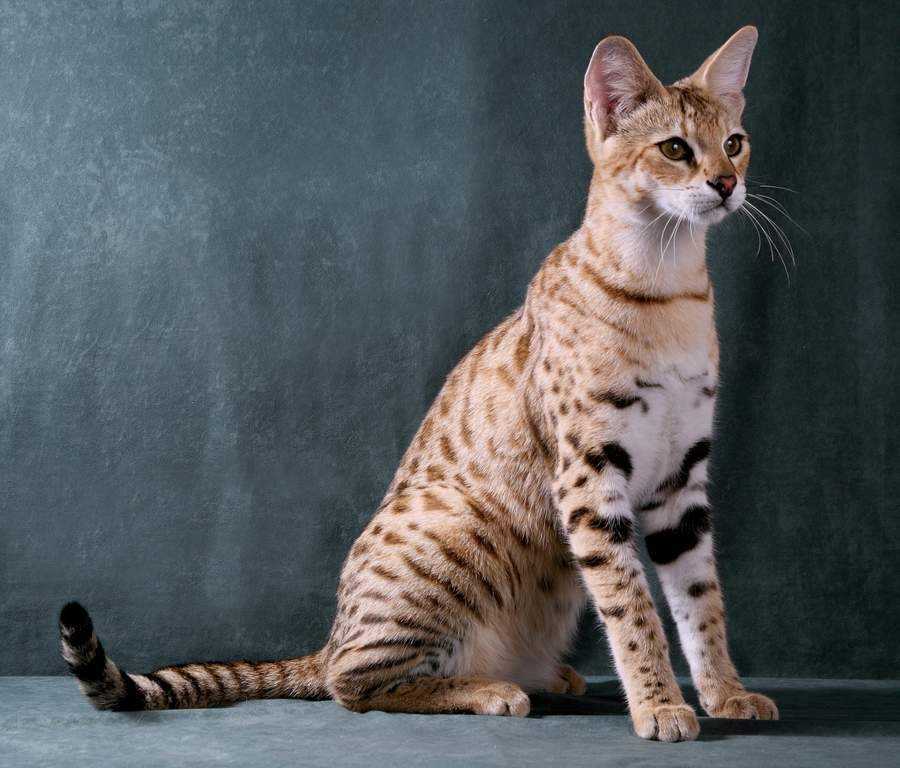Топ-10 самых умных пород кошек