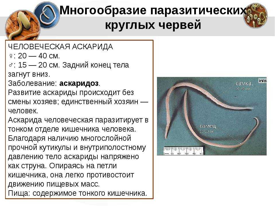 Заразиться глистами кошка может повсеместно Как понять что у животного завелись гельминты Как лечат гельминтозы Какие меры профилактики существуют