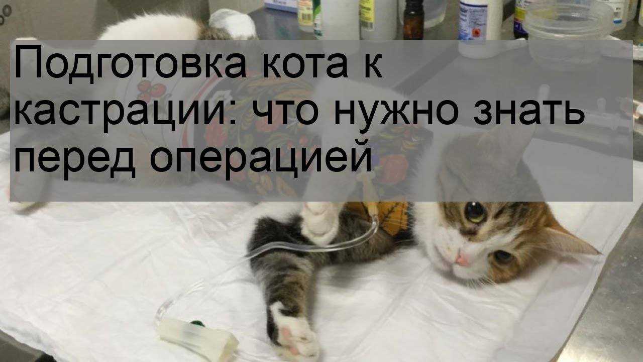 Кот после кастрации