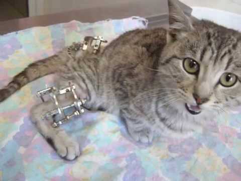 Перелом у кошки