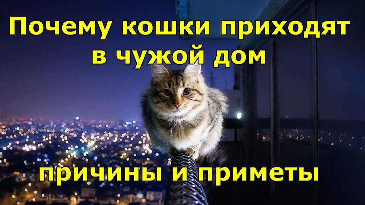 Кошка и мистика: приметы и суеверия