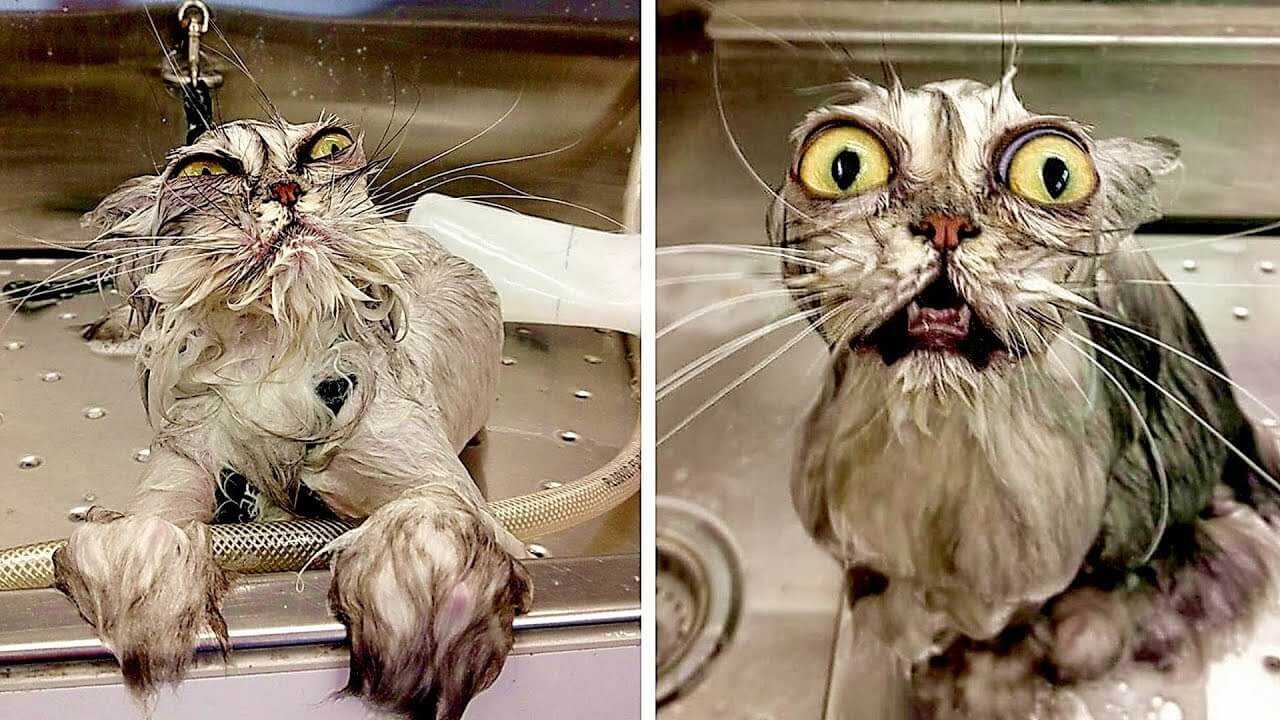 Можно ли сушить кошек феном и как это правильно делать? | кот и кошка
