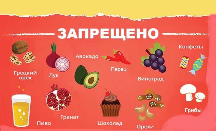 Какие фрукты можно собакам: какие, как часто, от каких лучше отказаться и почему